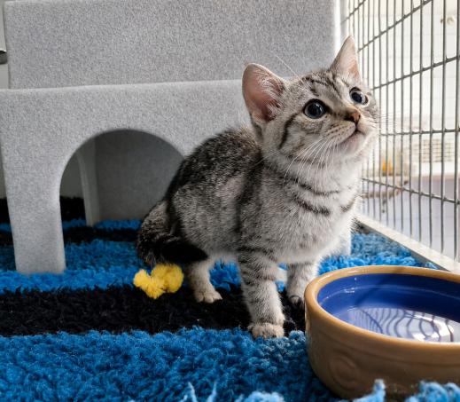Kitten katertje