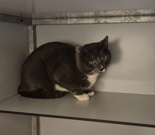 Gevonden kater
