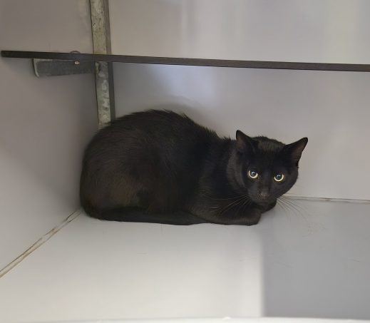 Zwarte kat