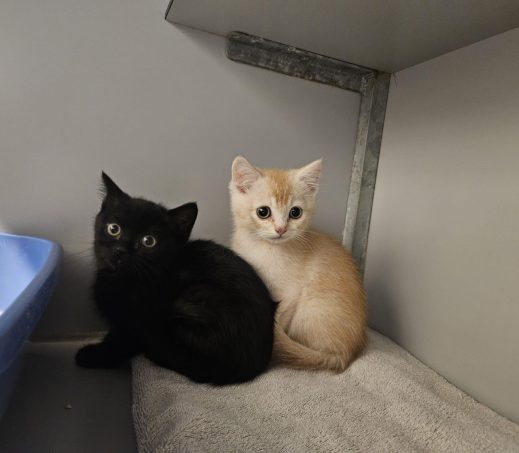Zwerfkittens