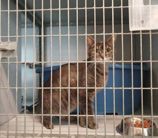 Gevonden poes