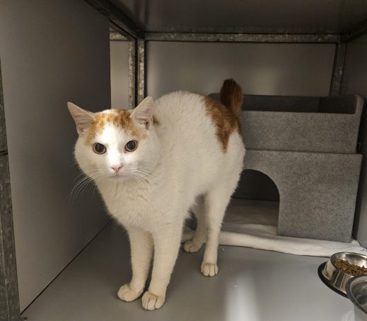 Gevonden kater
