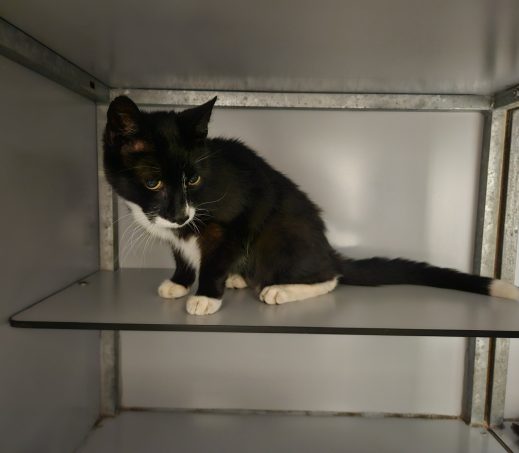 Gevonden kater