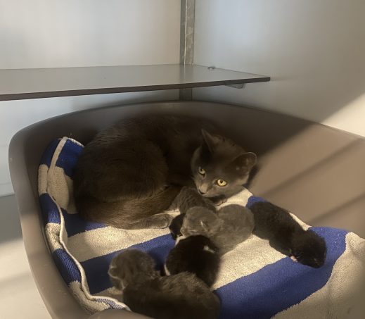 Gevonden poes