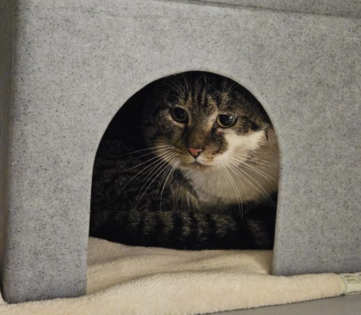 Gevonden kater
