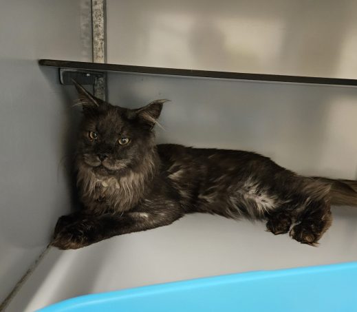 Gevonden kater