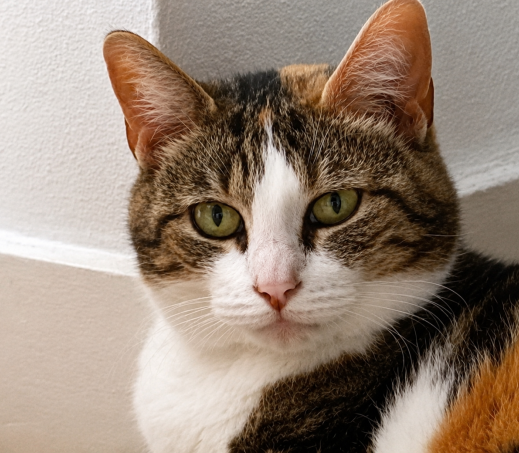 Gidget