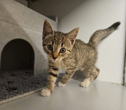 Gevonden kitten
