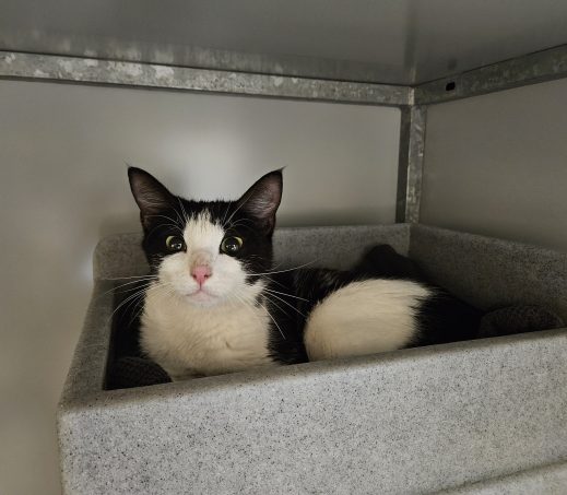 Gevonden Poes