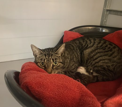 Gevonden Poes