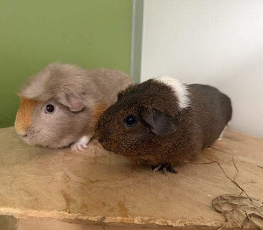 Holly en Pumpkin