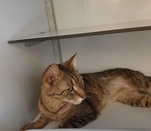 Gevonden kater