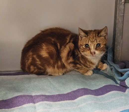 Gevonden poes