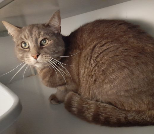 Gevonden kater