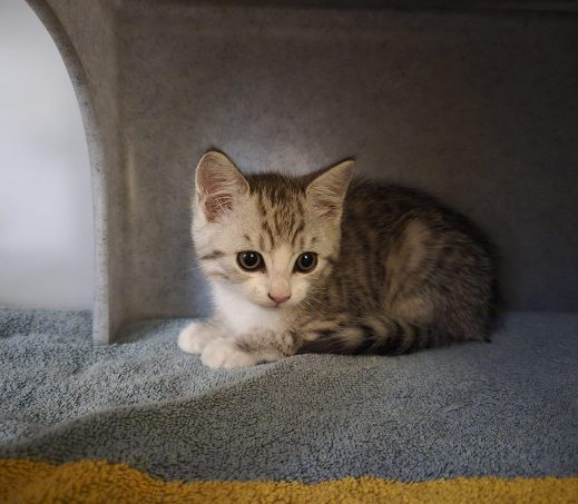 Kitten