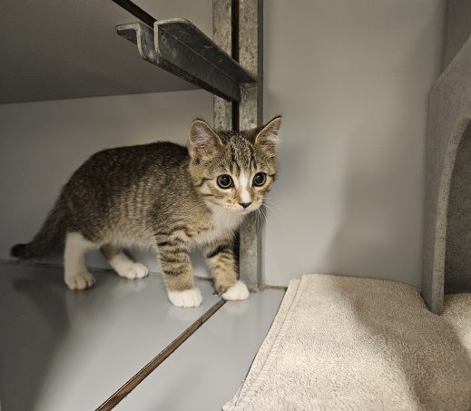 Kitten