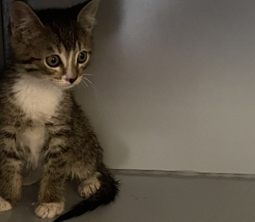 Kitten