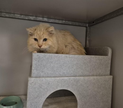 Gevonden kater
