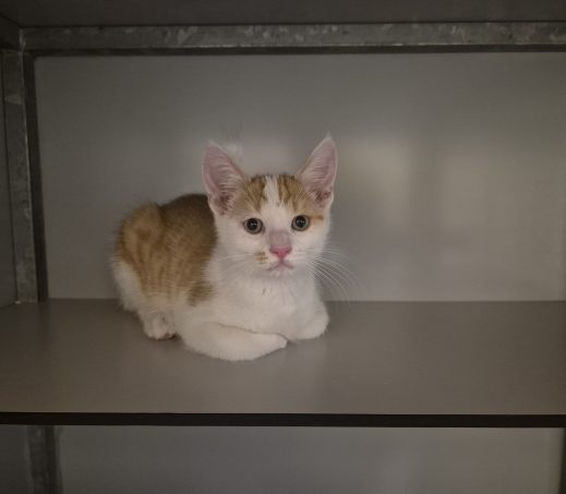 2 Rood/witte kitten katertjes