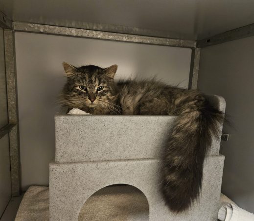Gevonden kater
