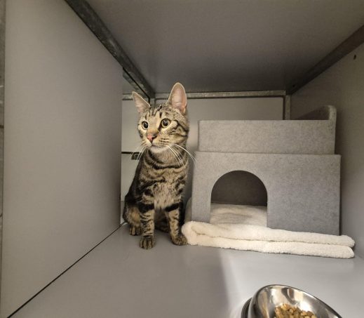 Gevonden kater