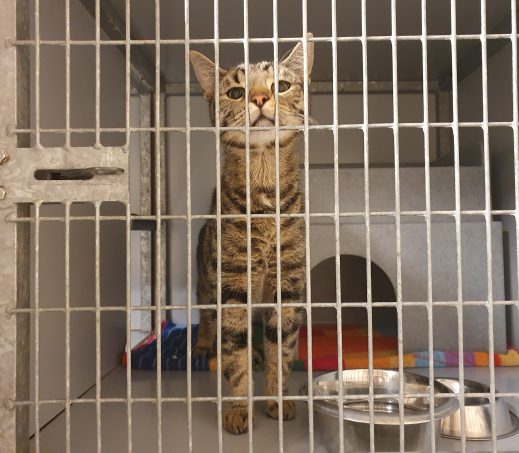 Zwerfkat