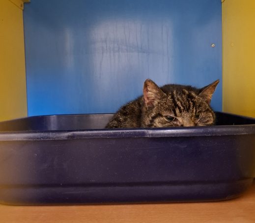 Overleden Poes