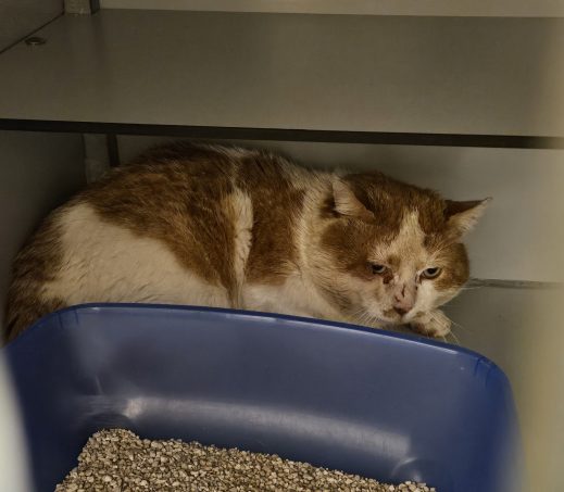 Gevonden kater
