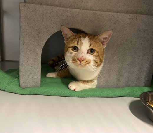 Gevonden kater