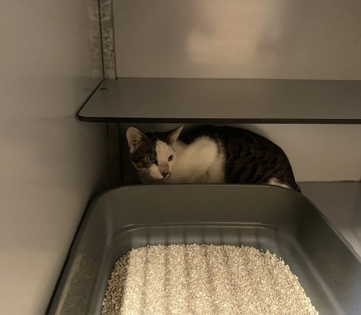 Gevonden kat