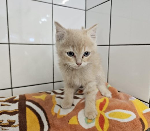 Zwerfkitten