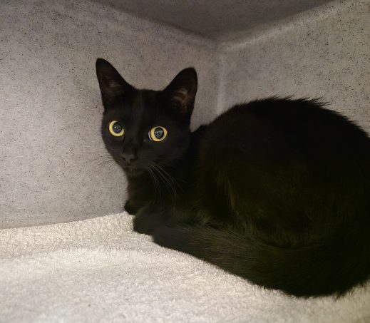 Zwarte Poes