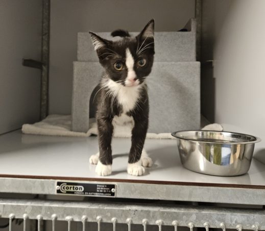 Gevonden kitten