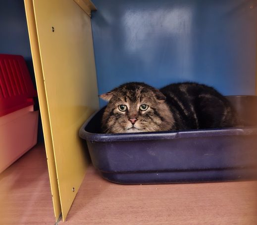 Overleden kater