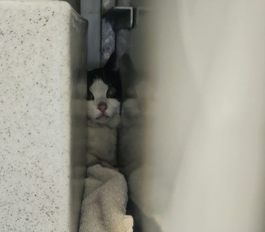 Gevonden poes