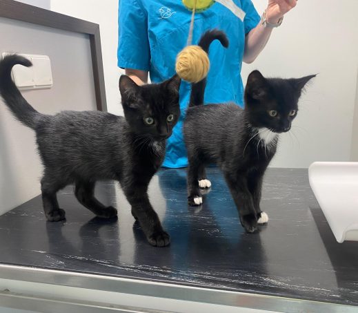 2 gevonden kittens