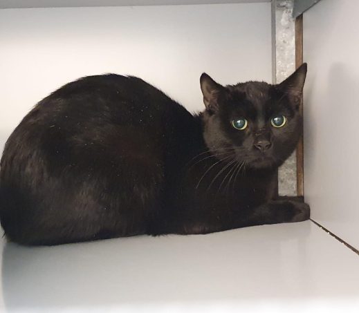 Gevonden kater