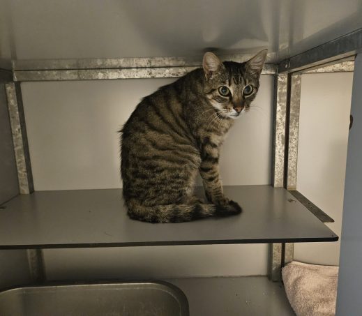 Gevonden kater