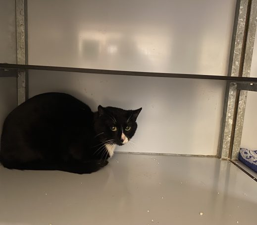 Gevonden kater