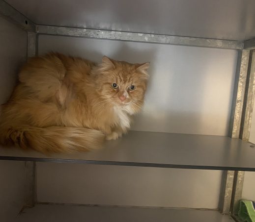 Gevonden kater