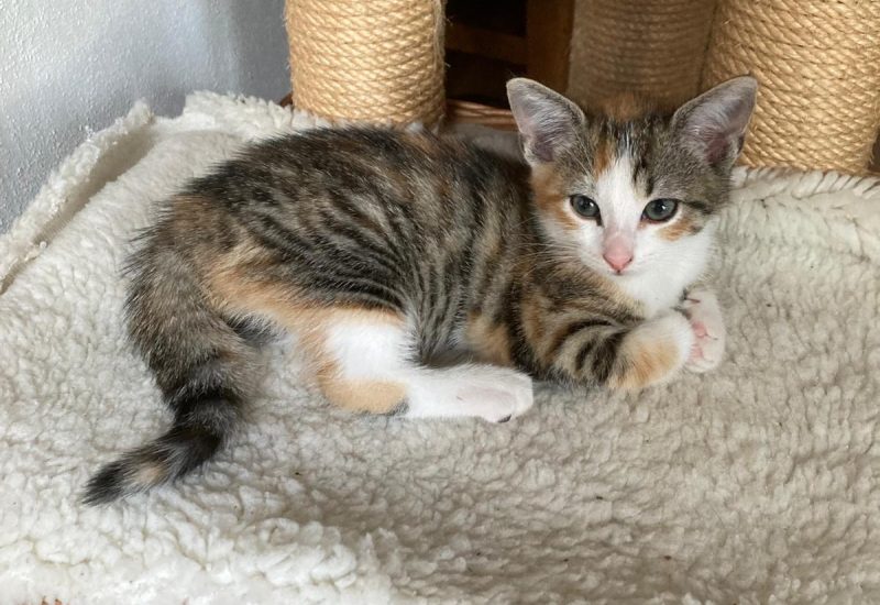 Bella Donna