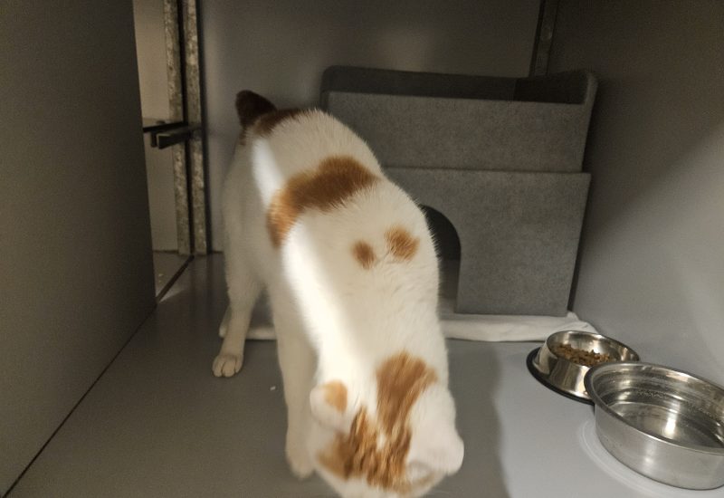 Dave rug kenmerkende vlekken