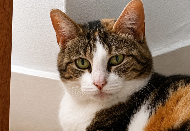 Gidget