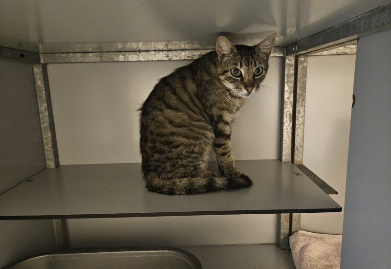 Cyperse kater