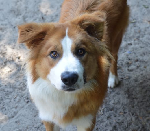 Bruno