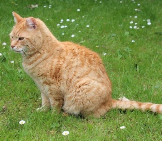 Boerderijkatten