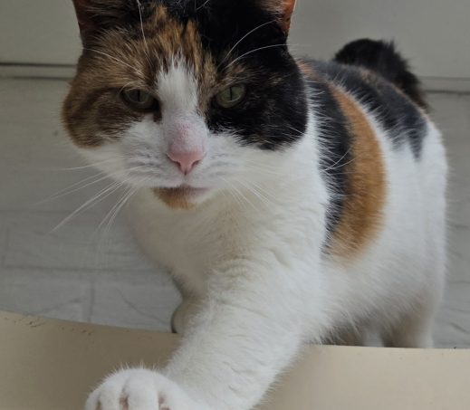Bella 2