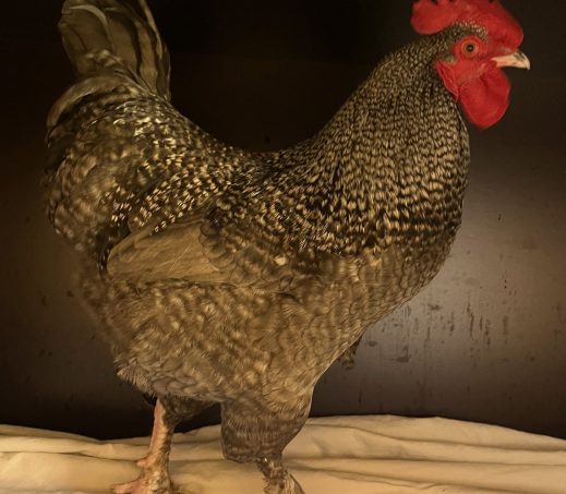 Frederik