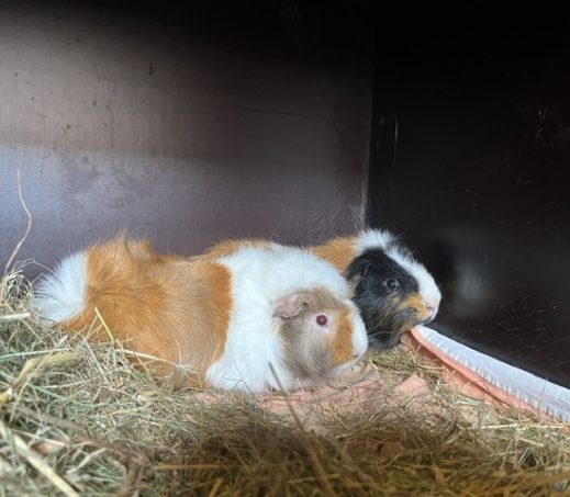 Beertje en Milky