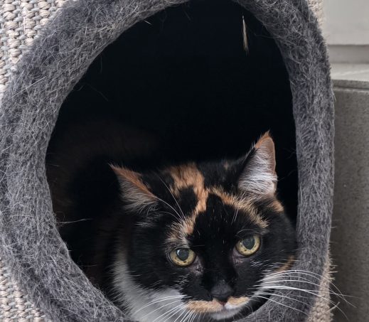 Bella (mia)